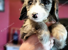 Cockapoo puppy's