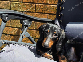 Rehome ozzy