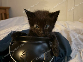 Kittens