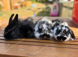 Mini lion lop bunnies