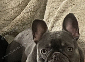 Female age 2, Spayed French Bulldog