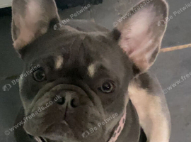 Female frenchie