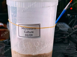 Microworm live cultures -high protein fish food