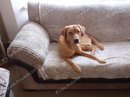 Looking for female labrador