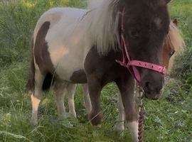 Dun & white shetland yearling filly