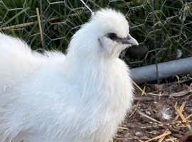 Mix of silkies