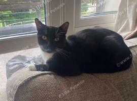 1 year old female