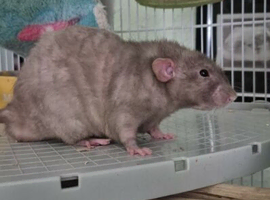 Wanted rex rats boys