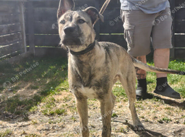 wheaton bull terrier