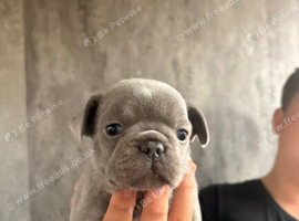French bulldog puppies