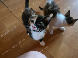 2 11 week old kittens looking for forever homes
