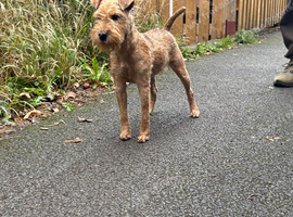 Female Lakeland terrier