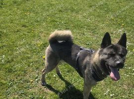 Milo 2yr old Akita