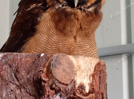 Asian wood owls