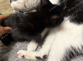 Kitten