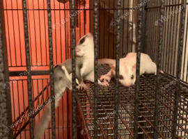 Ruby red eye baby sugar gliders