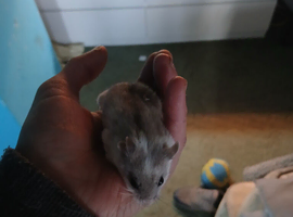 Pedegree Dwarf Chinese hamster