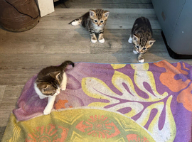 Tabby kittens