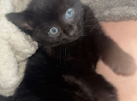 boy kitty