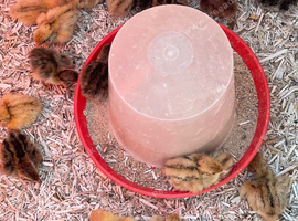 Quail eggs and chicks
