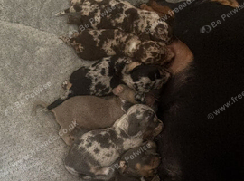 Miniature dachshund pups