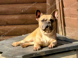 Frenchie boy