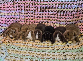7 Cute Baby Mini Lop Rabbits
