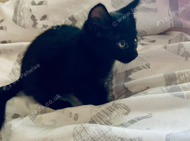 Beautiful pair of blue eyed kittens for sale