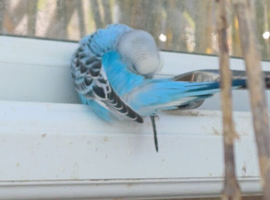 Two young cock budgies