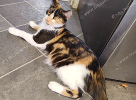 healthy Calico cat~1 year old(might be pregnant and has recently given birth)