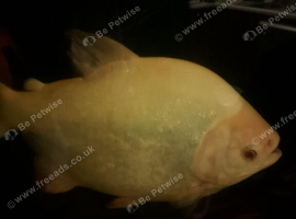 Large fish for sale