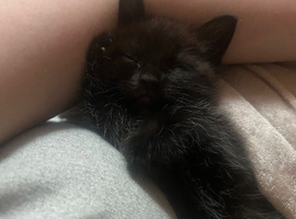 2 black female kittens