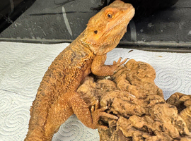 Bearded dragons and full setups - please read the add carefully