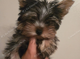 Yorkshire Terrier boy available