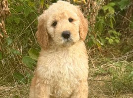 STUNNING GOLDENDOODLE PUPPIES