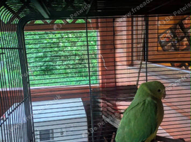 Baby Ringneck