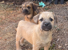 French bulldog X toy poodle