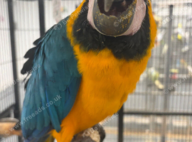 Hand Reared Baby Blue & Gold Macaws