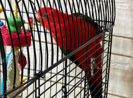 Baby King parrots Glasgow