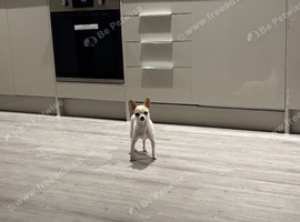 Chihuahua