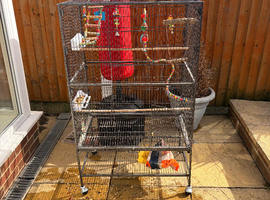 Large bird cage