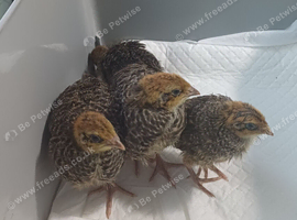 4 Coturnix quail chicks