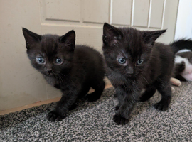Kittens for sale