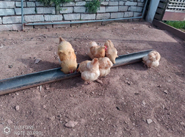 Few Orpington chickens