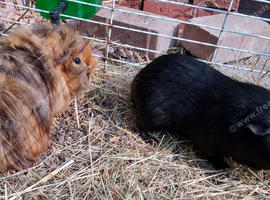 Pair of bonded boys looking for a new home