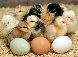 Mixed hybrid day old chicks
