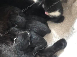 7 kittens for sale