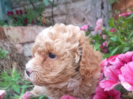 Toy Poodle apricot cream merle