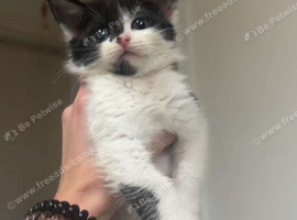 Kittens ready now