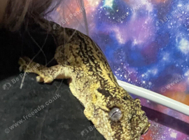 Gargoyle gecko